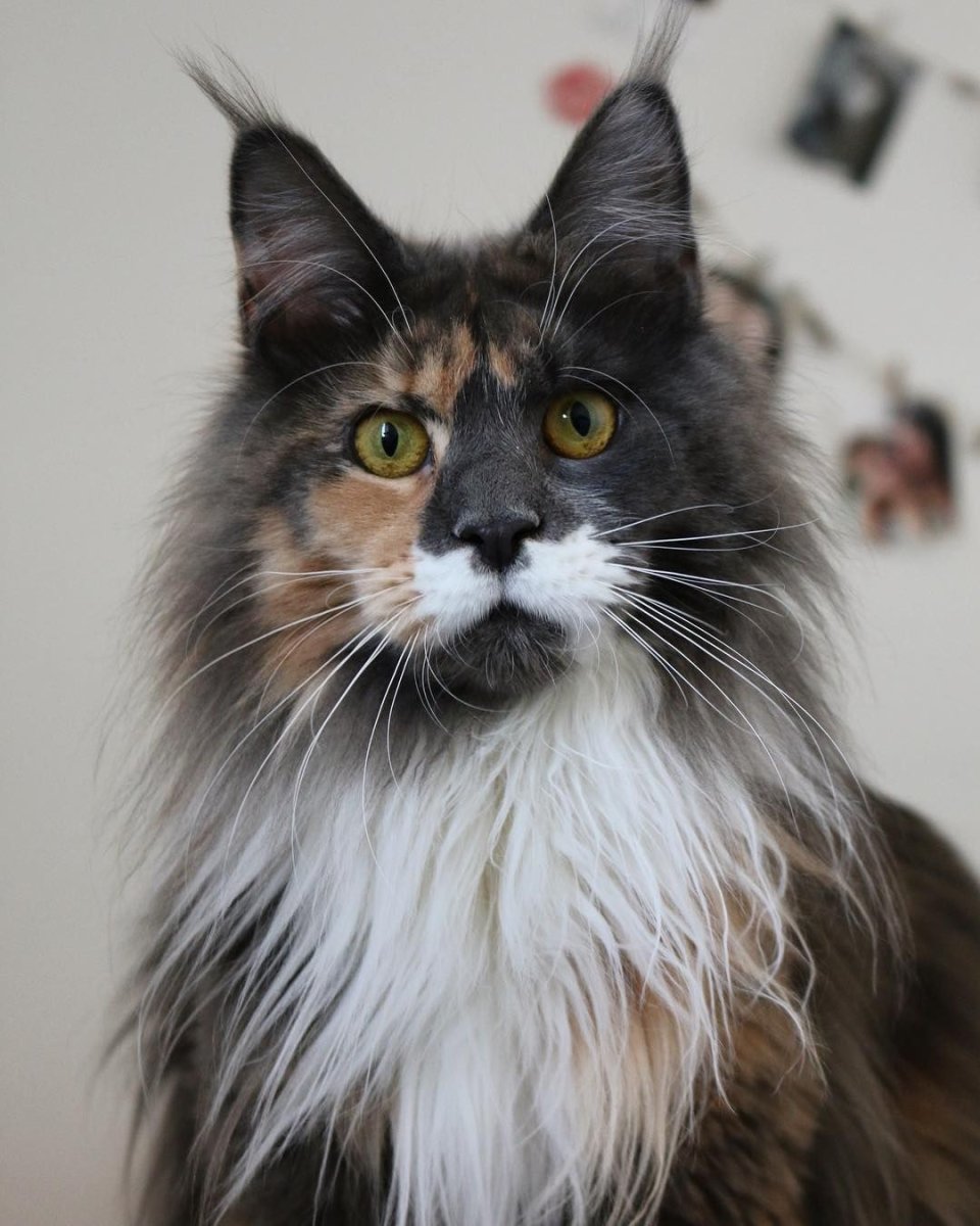 Трёхцветная кошка Мейн кун