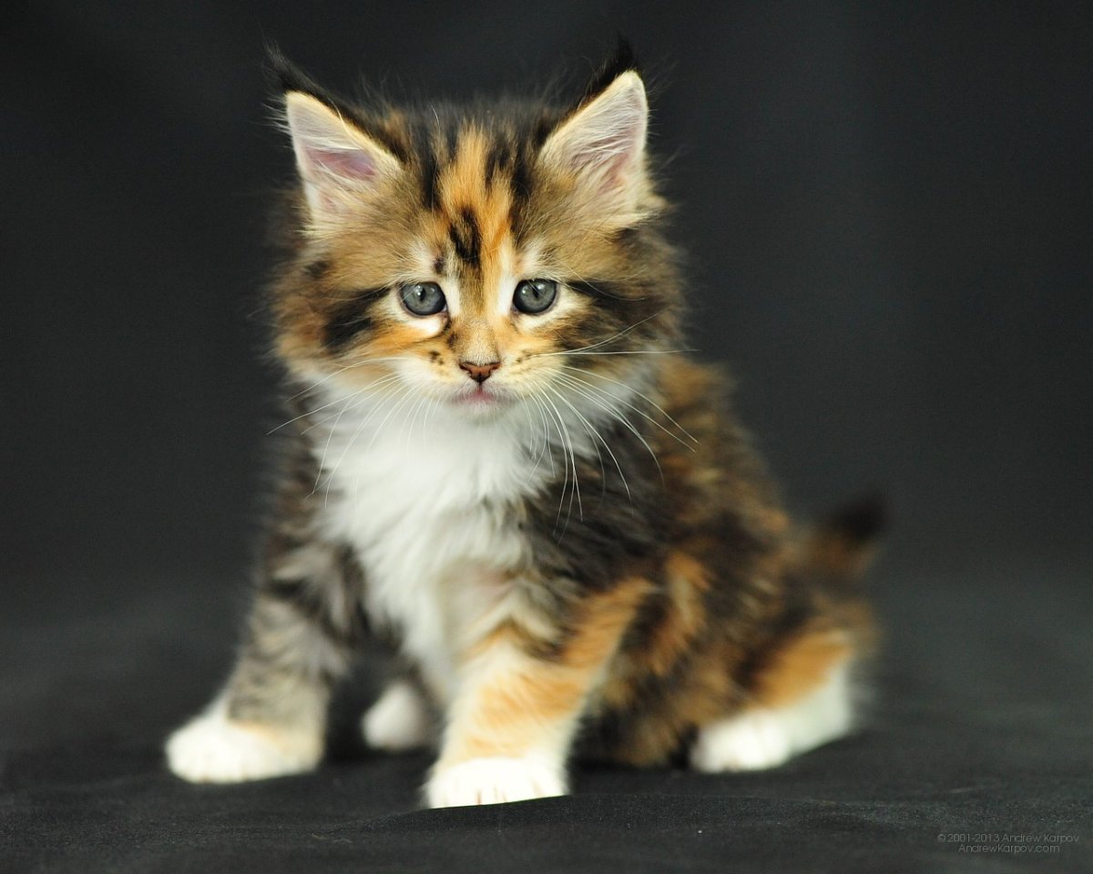 Котята Мейн кун