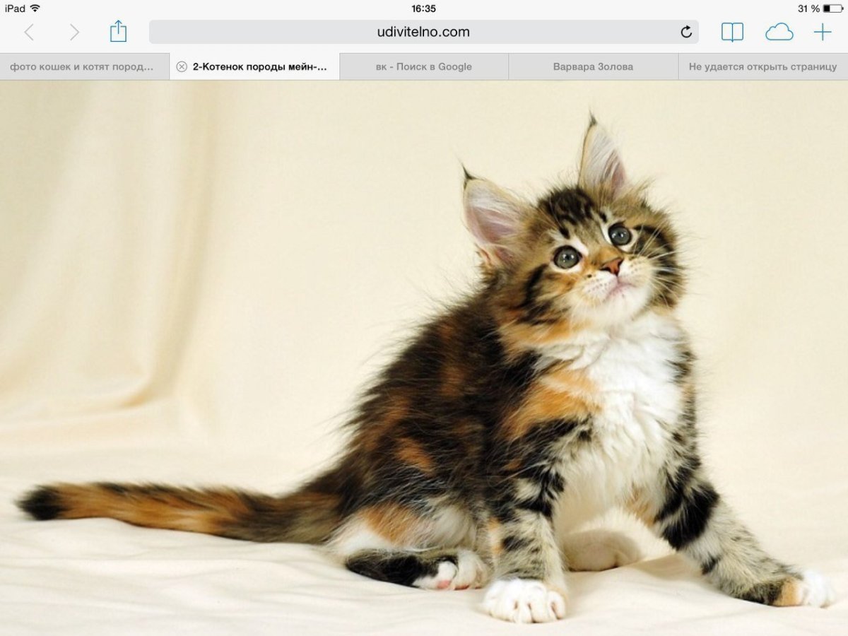 Мейн кун Калико