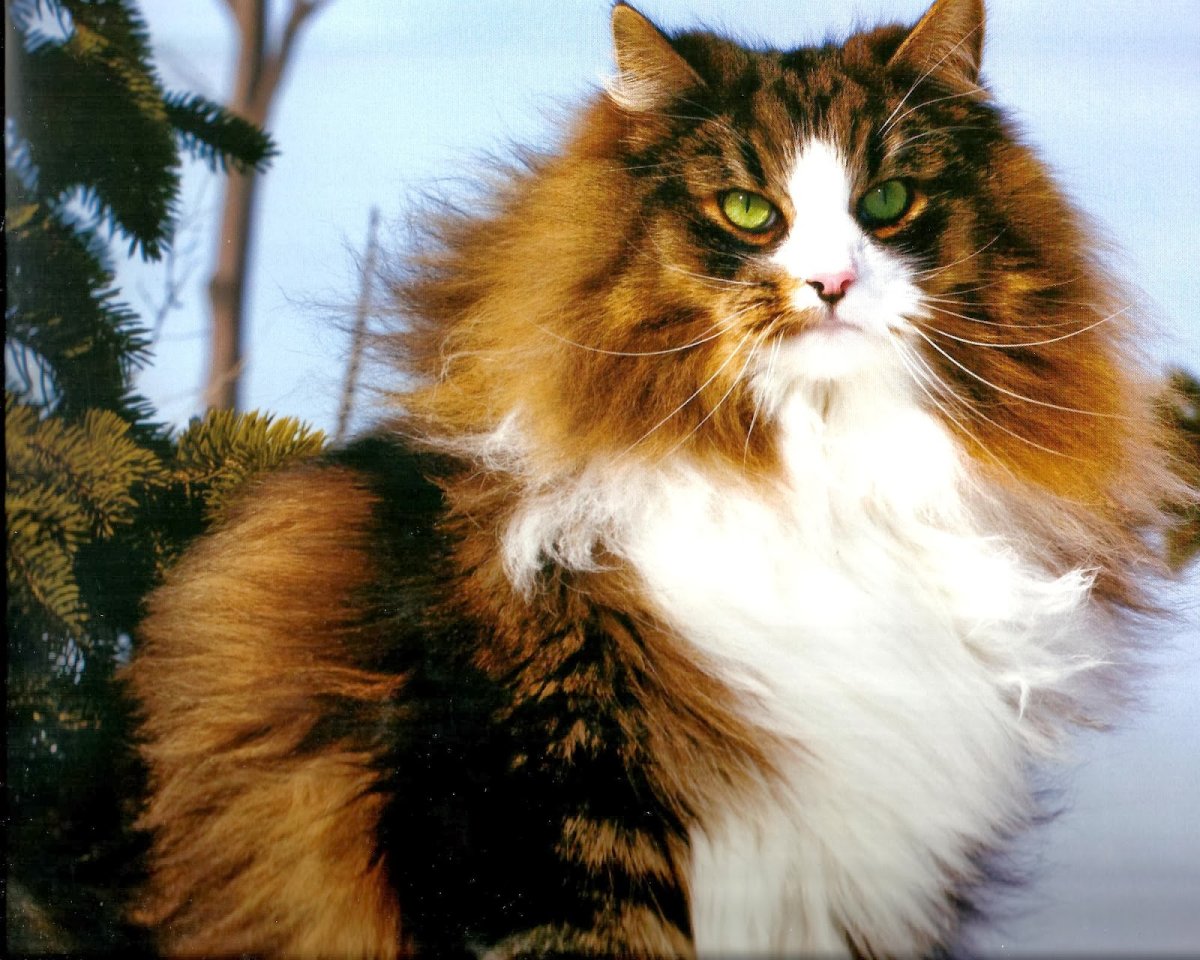 Норвежская Лесная кошка черепаховая