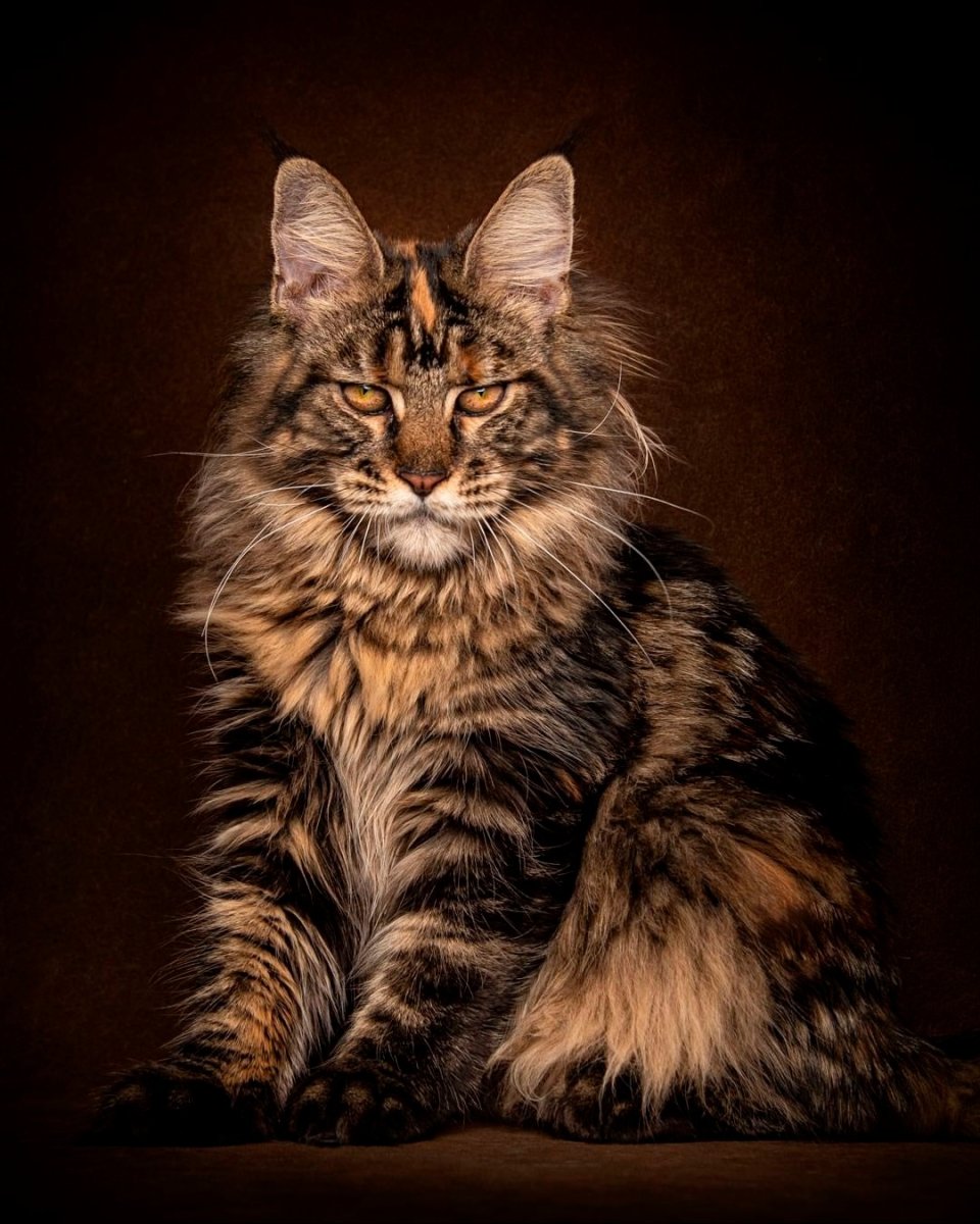 Мейн кун чемпион мира 2020