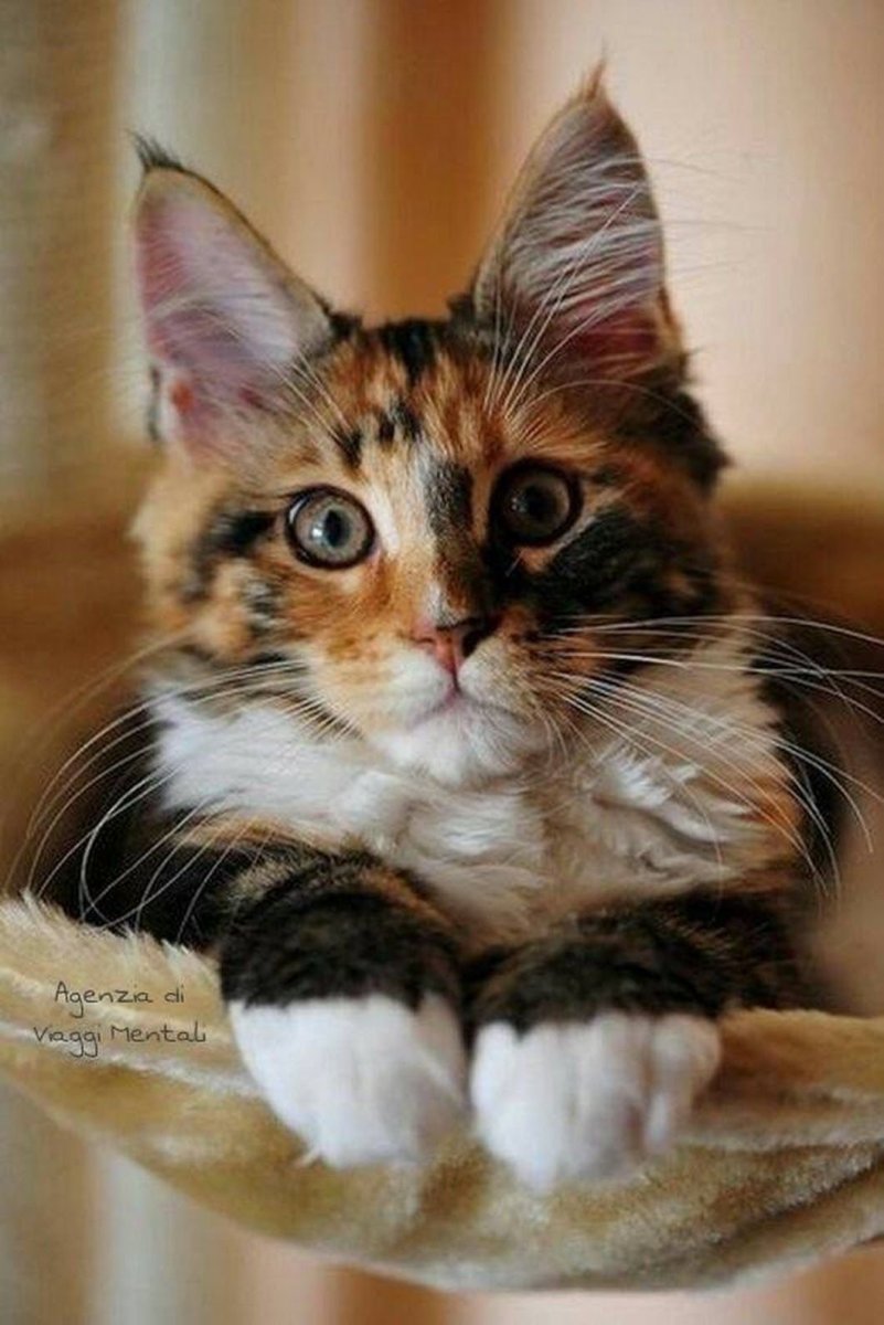 Трехшерстная кошка Мейн кун