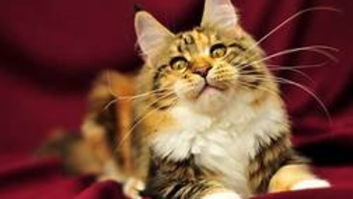 Бывают желтые коты