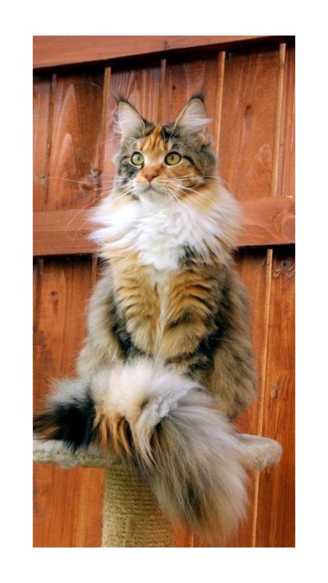 Трехцветные Мейн куны коты