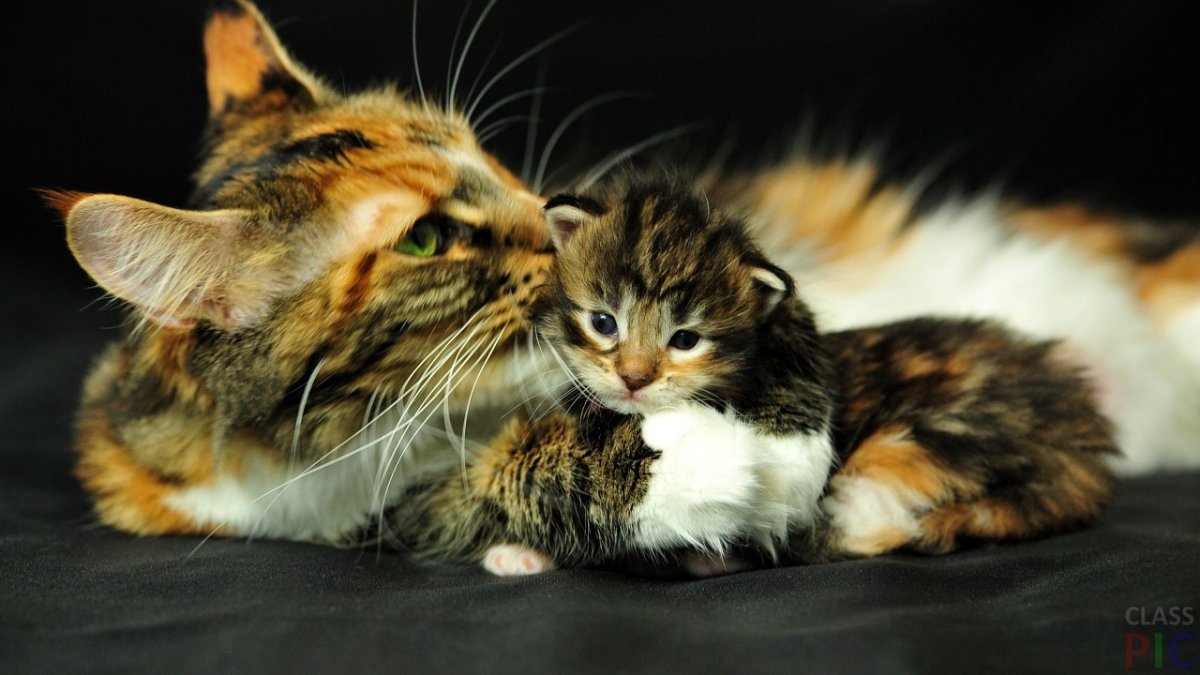 Трехцветная кошка с котятами