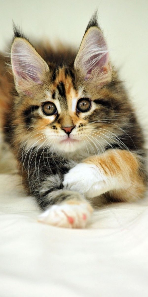 Мейн кун трехцветный