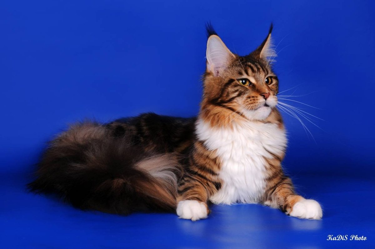 Трехцветные Мейн куны