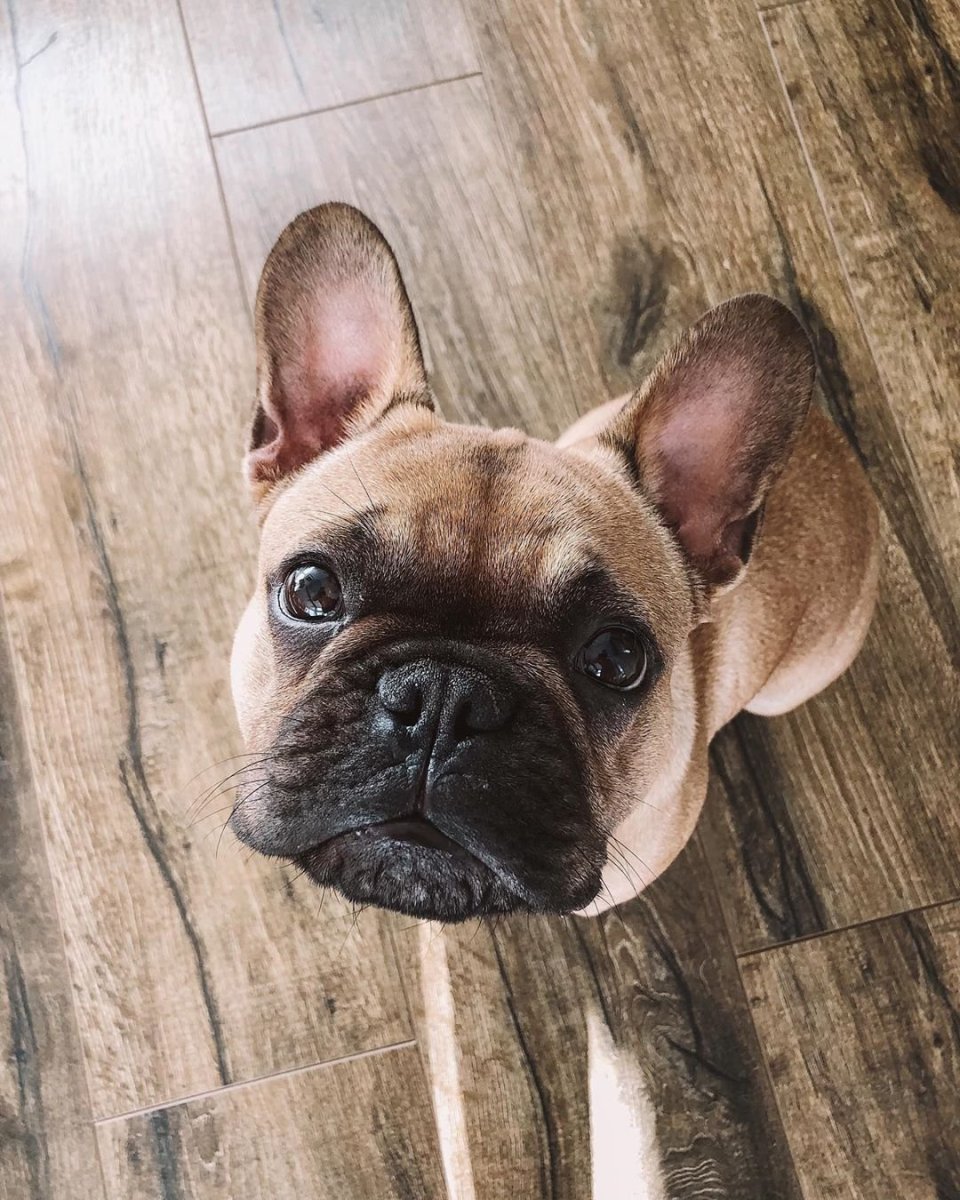 Французский бульдог кремовый