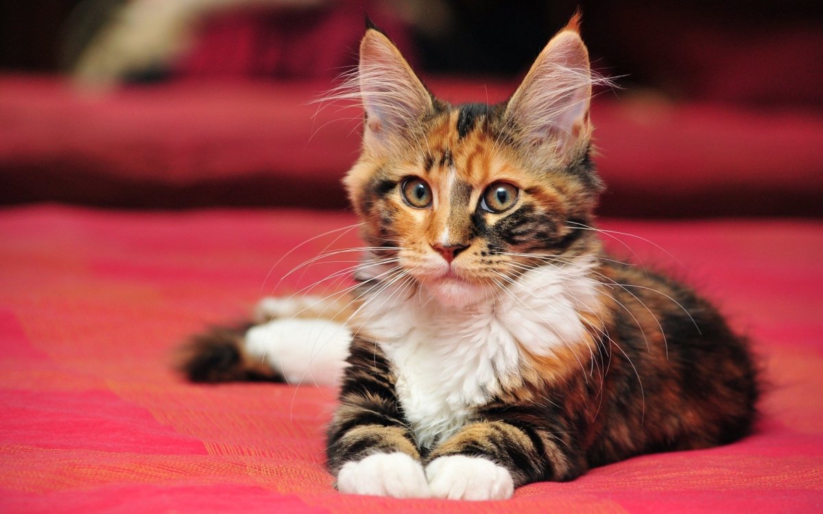 Трехшерстный Мейн кун