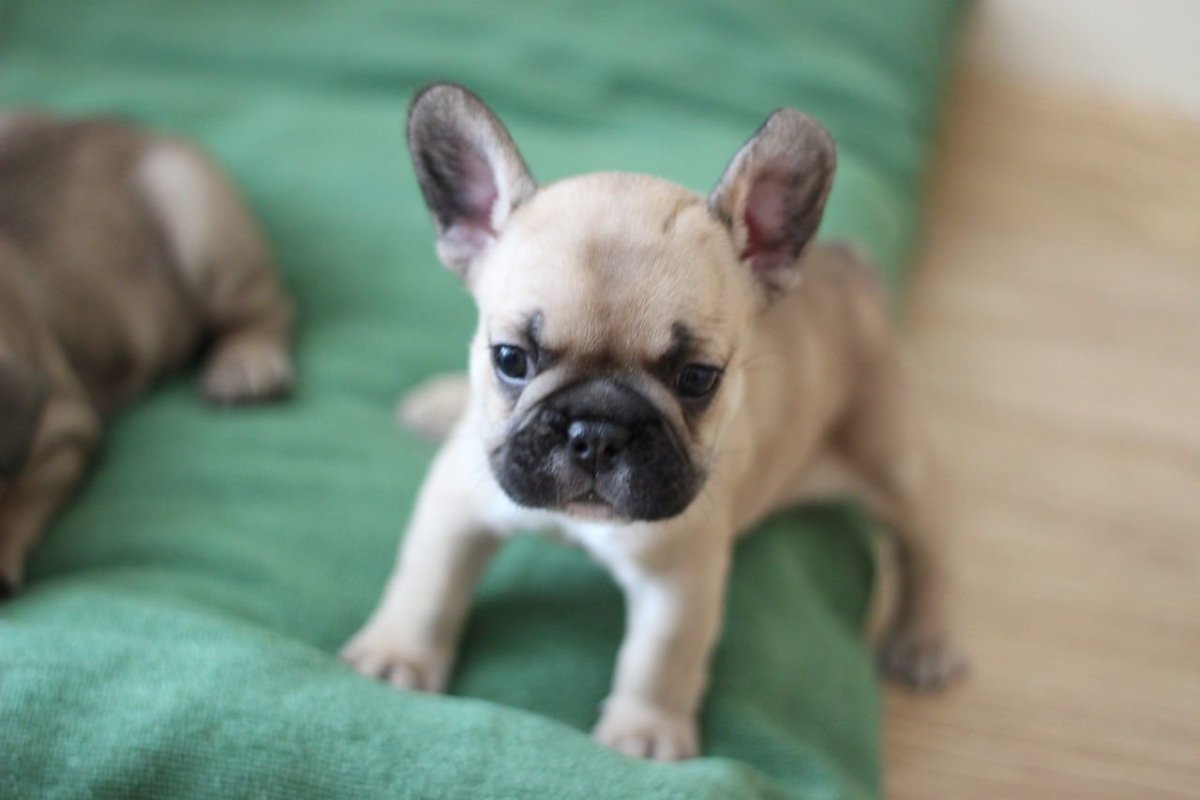Милые щенки французского бульдога