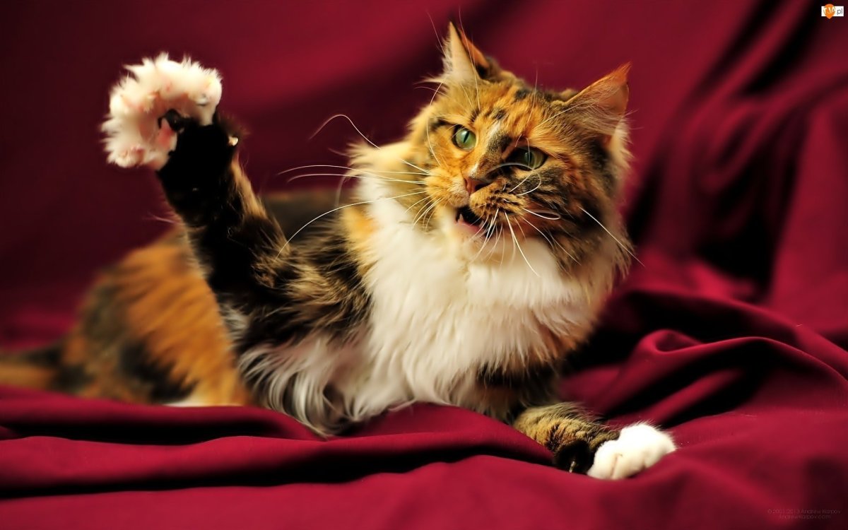 Шотландский Мейн кун