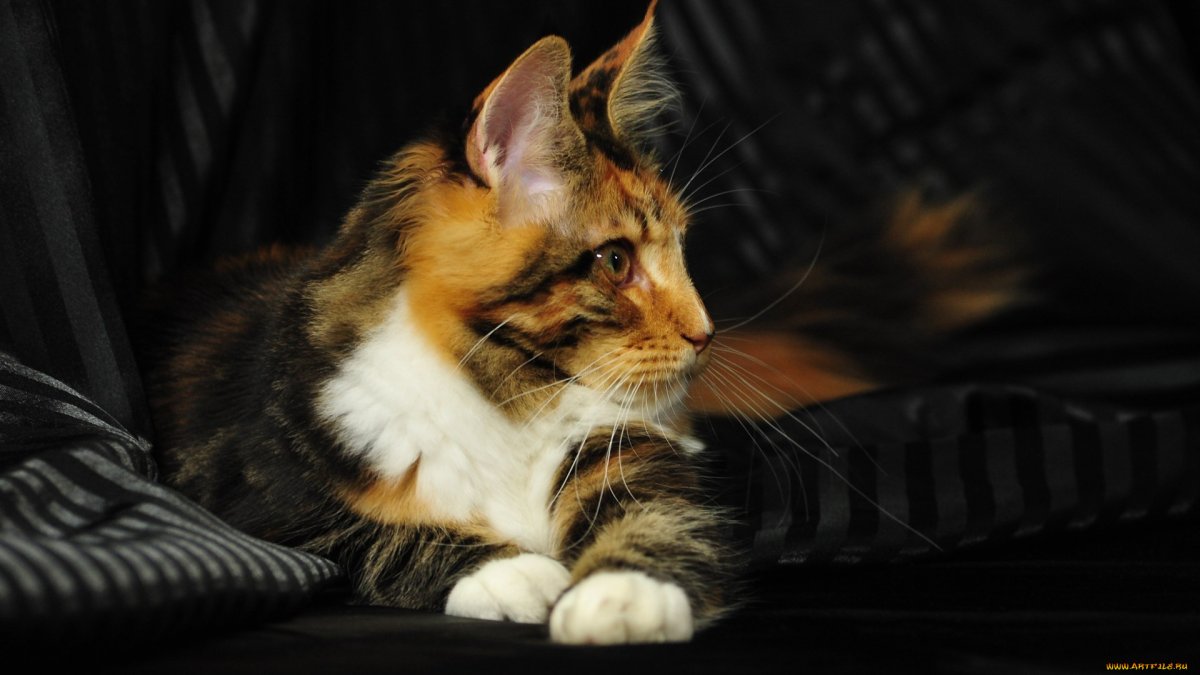 Трехцветные коты Мейн кун