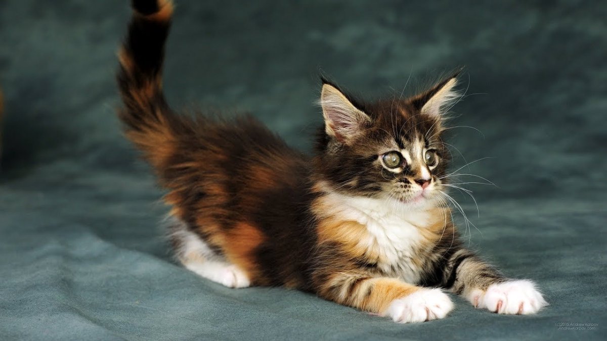 Трёхцветная кошка Мейн кун