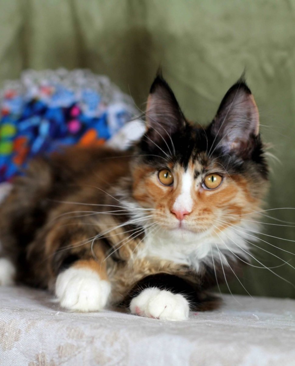 Трёхцветная кошка Мейн кун