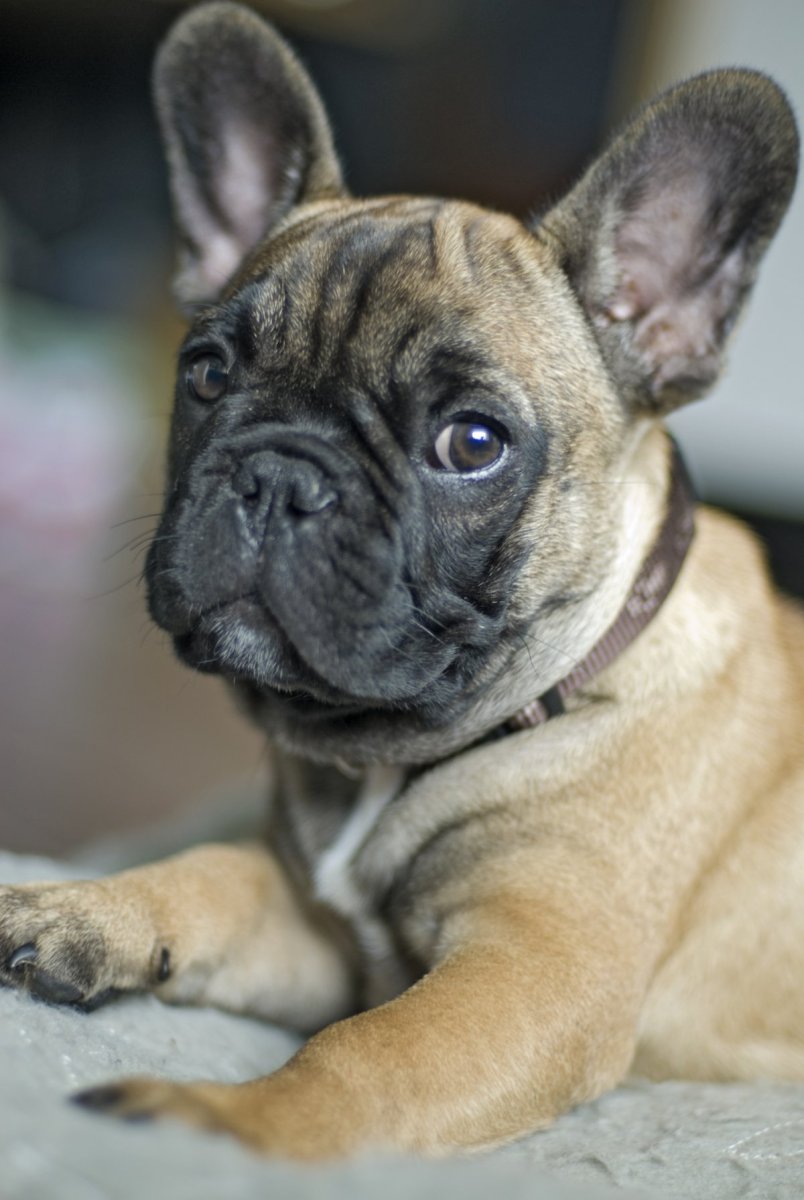 Французский бульдог информация