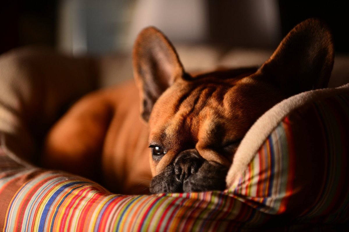 Французский бульдог мини и стандарт разница