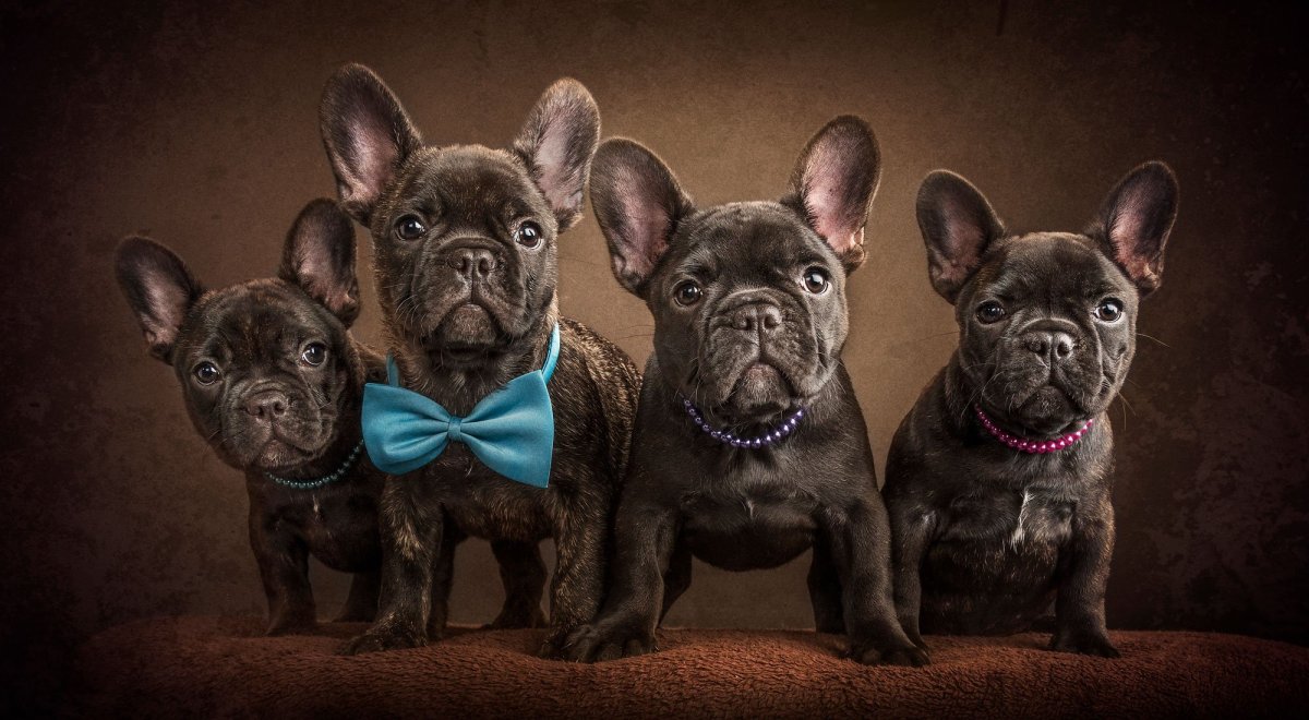 Французский бульдог+ кадебо