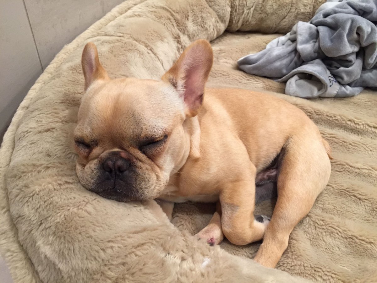 Бульдог бело палевый