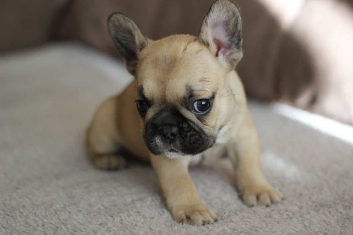 Французский бульдог палевый