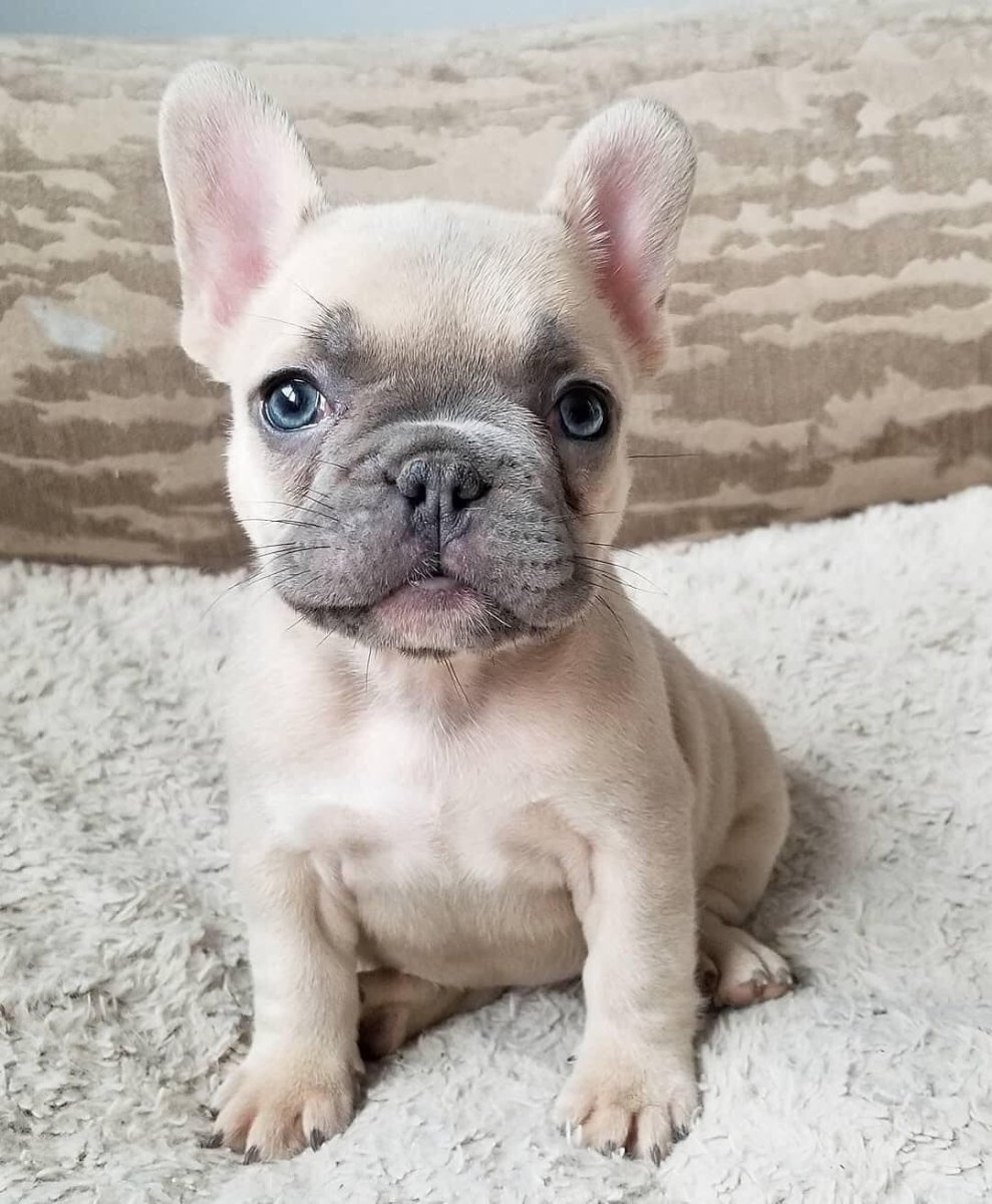 Сиамский бульдог