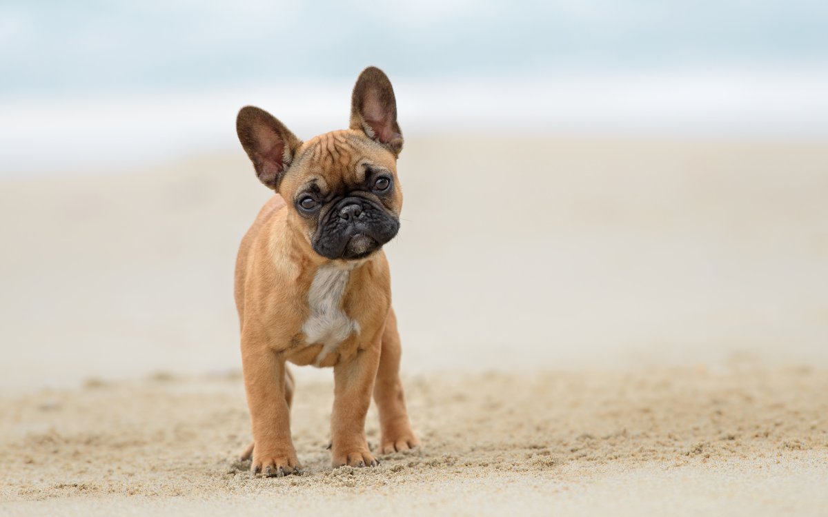 Попсокет французский бульдог