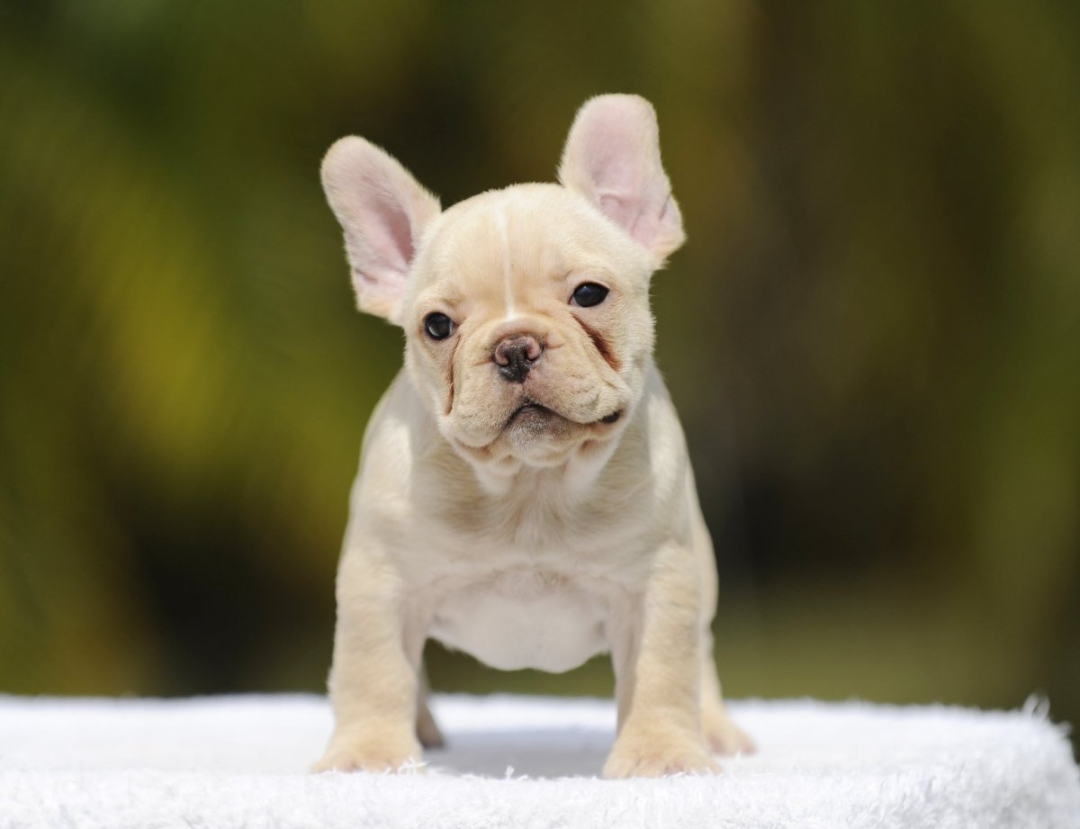 Французский бульдог