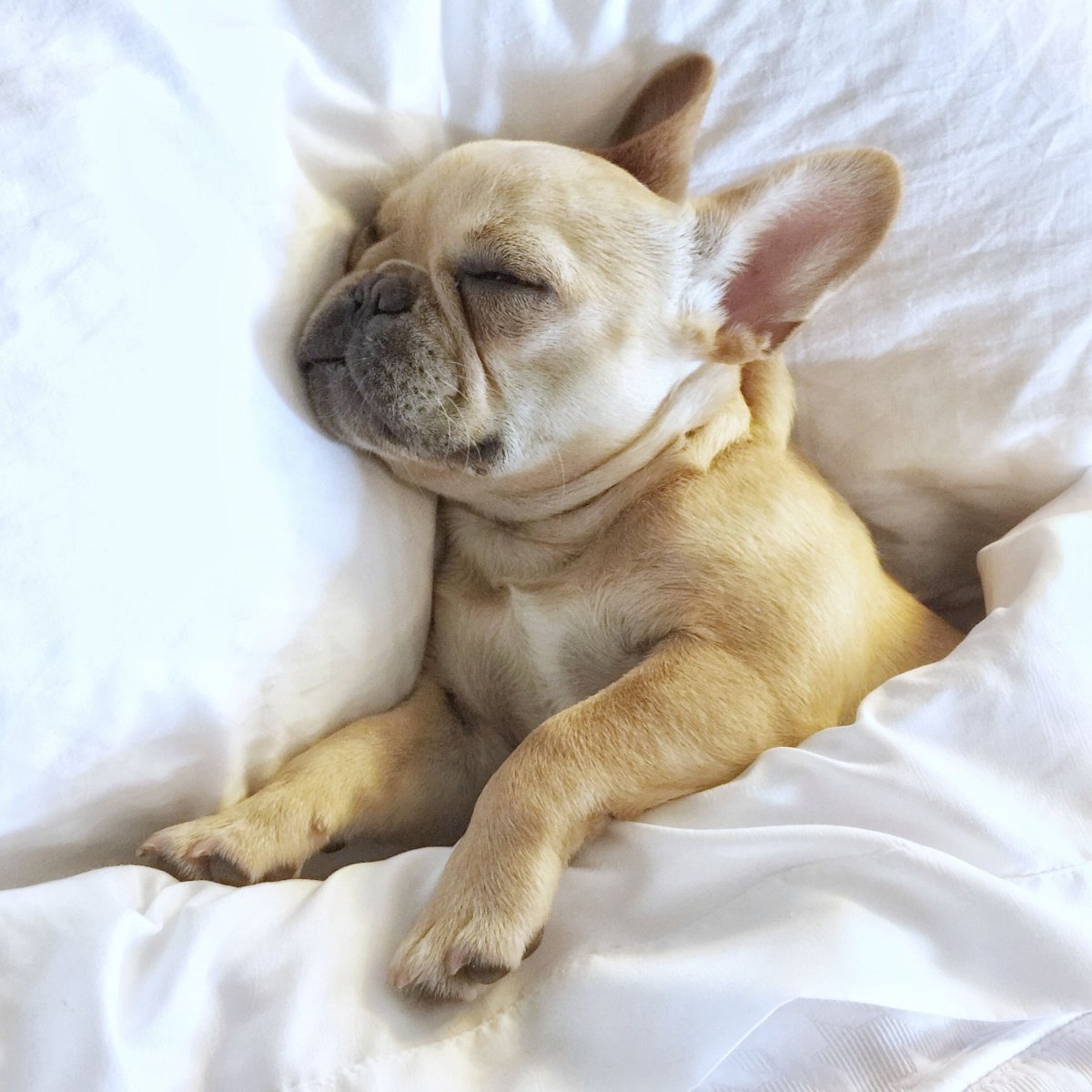 Французский бульдог щенок бежевый