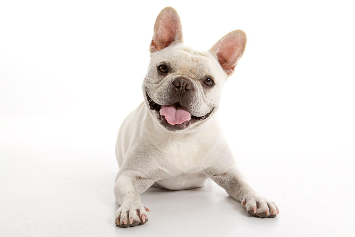 Милые пёсики французский бульдог