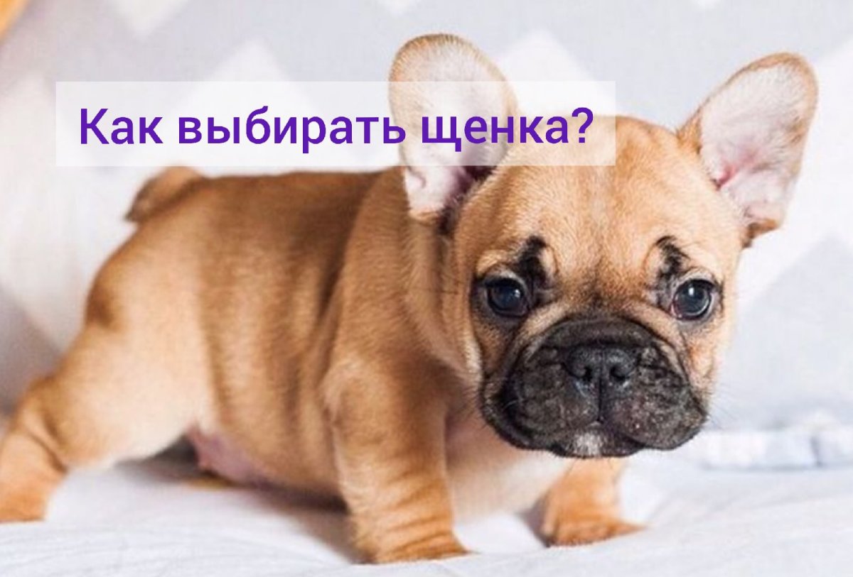 Пушистый французский бульдог флаффи