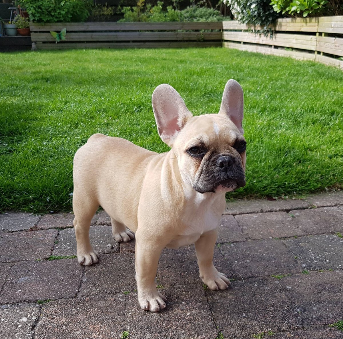 Французский бульдог с языком