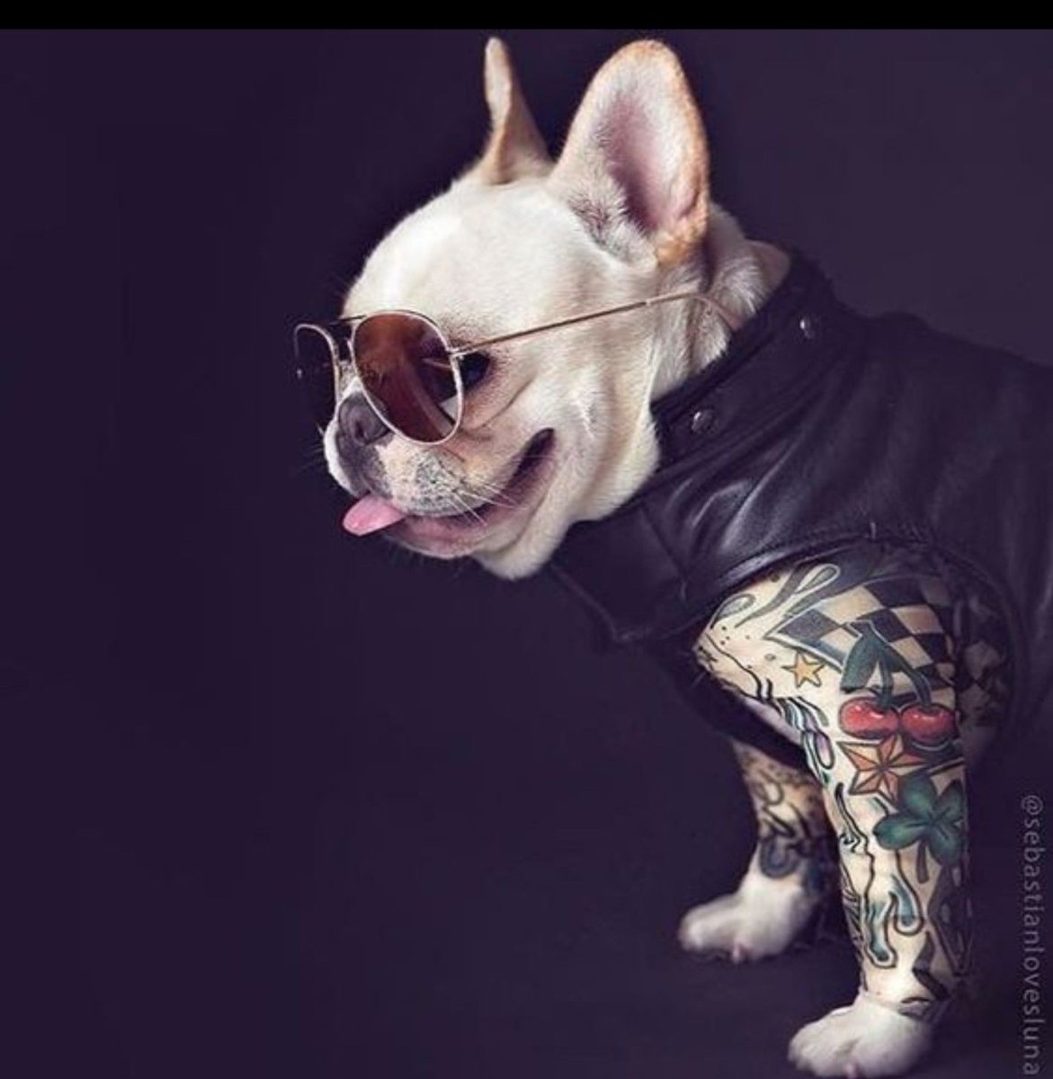 Французский бульдог