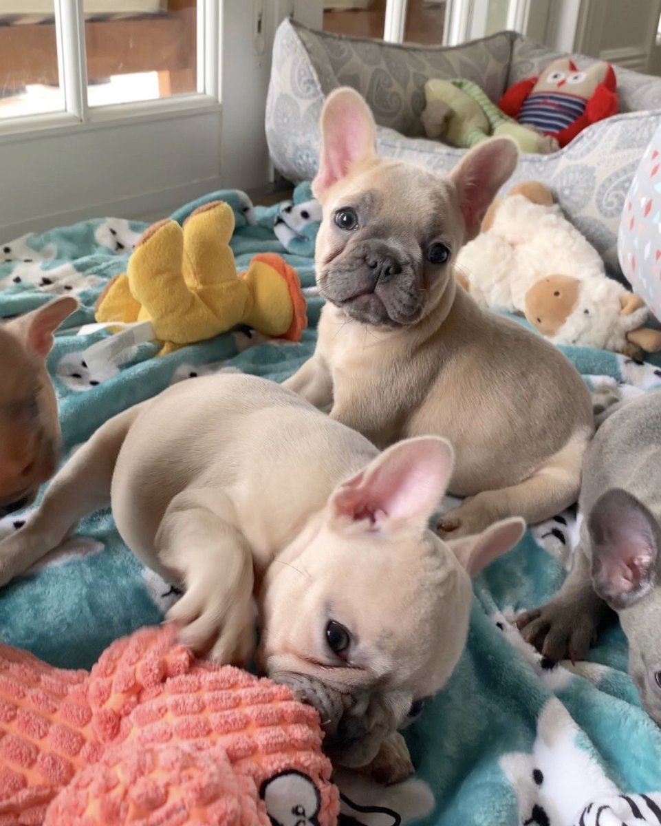 Французский бульдог Josera