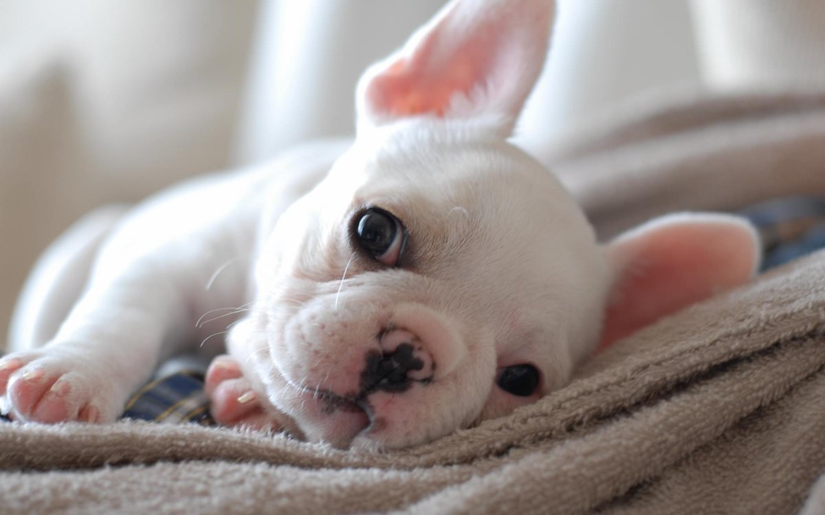 Французский бульдог подпалый бежевый