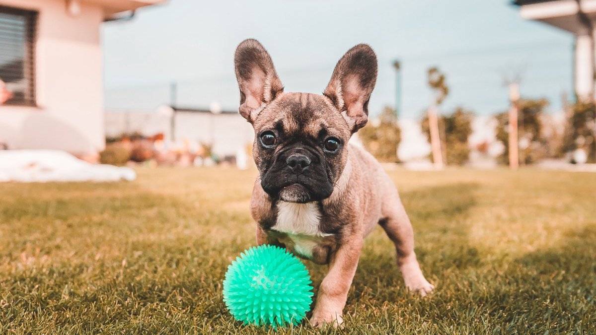 Французский бульдог осень
