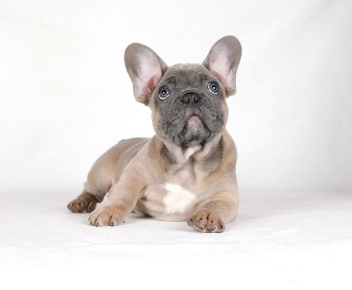 Французский бульдог тигровый окрас