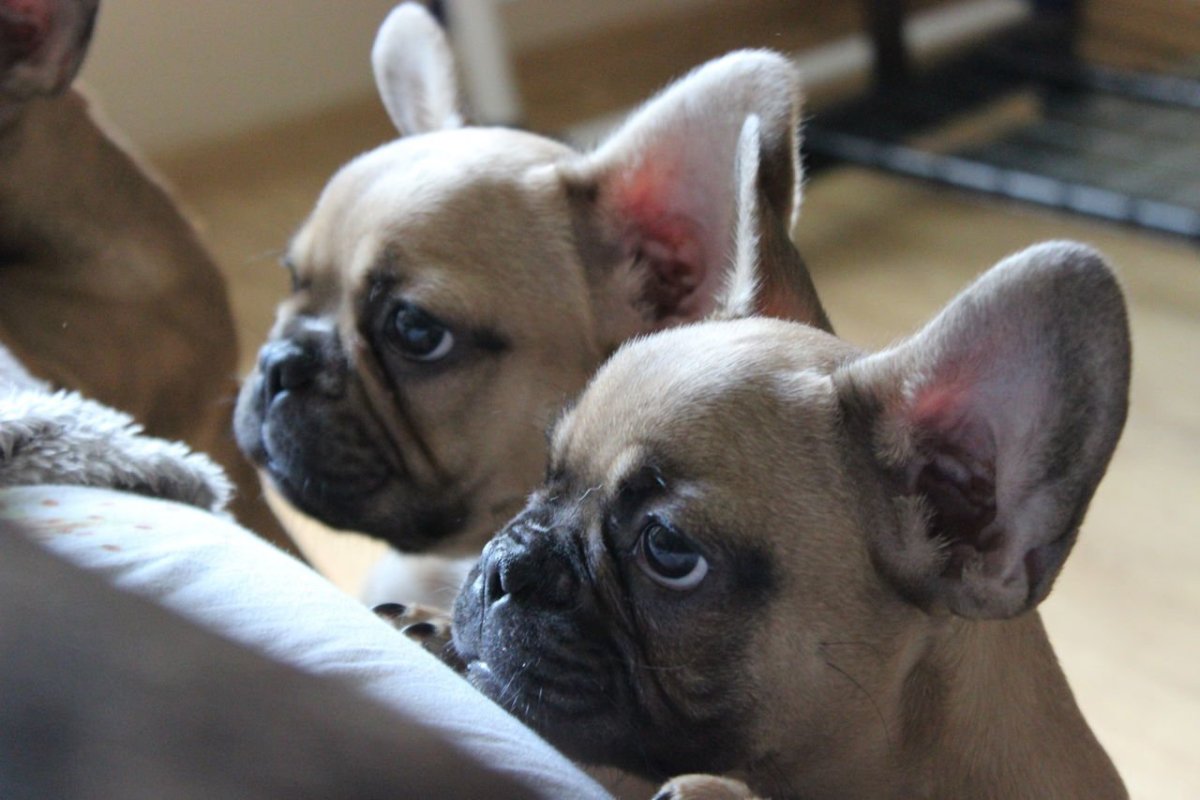 Французский бульдог черный с бежевым