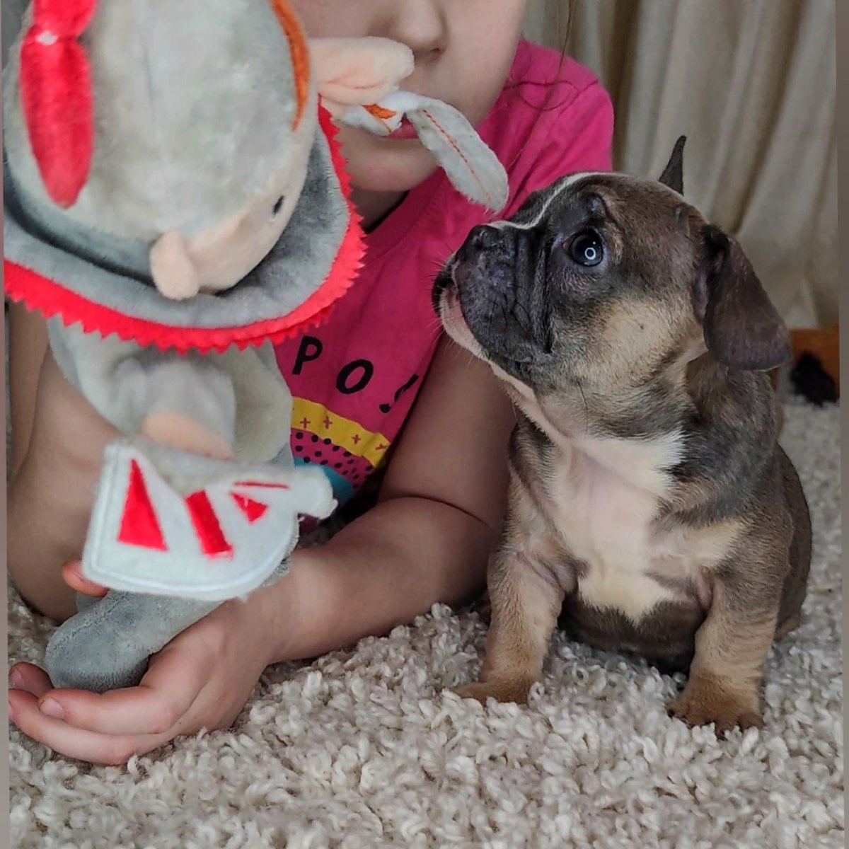 Карликовый французский бульдог