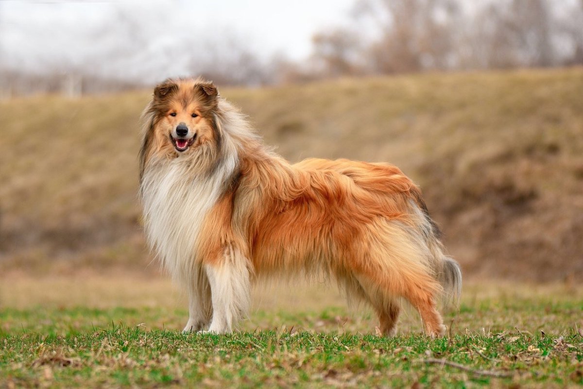 Колли длинношёрстный