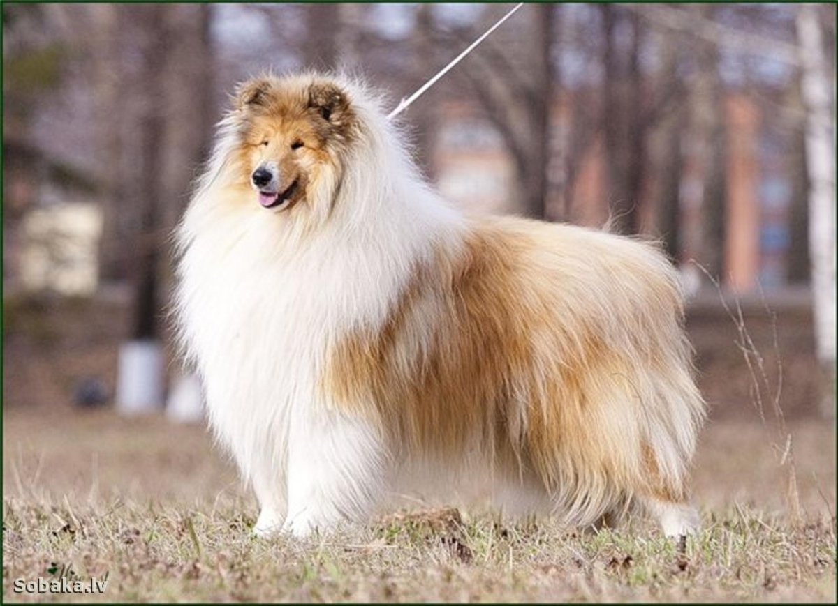 Колли длинношёрстный