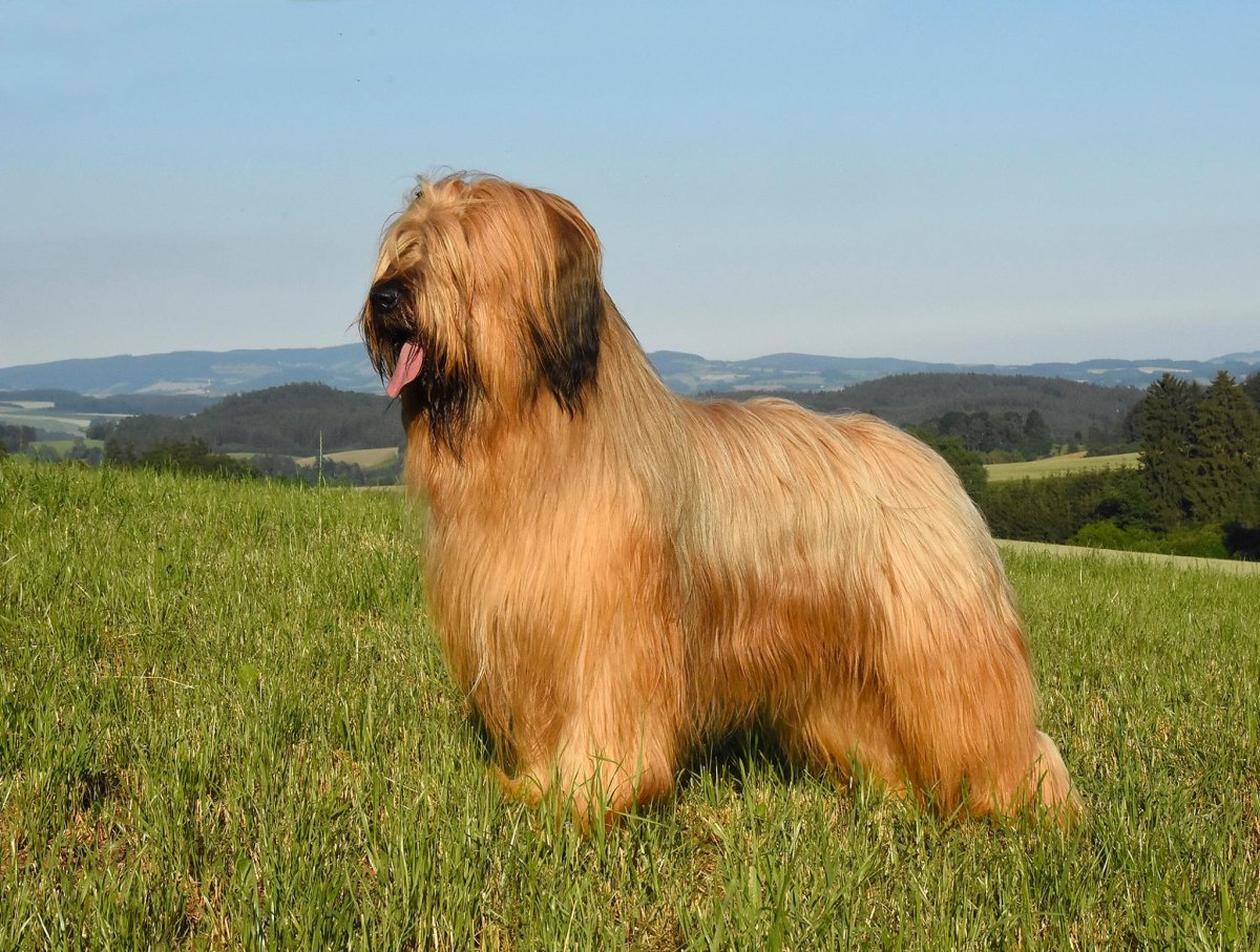 Бобтейл терьер