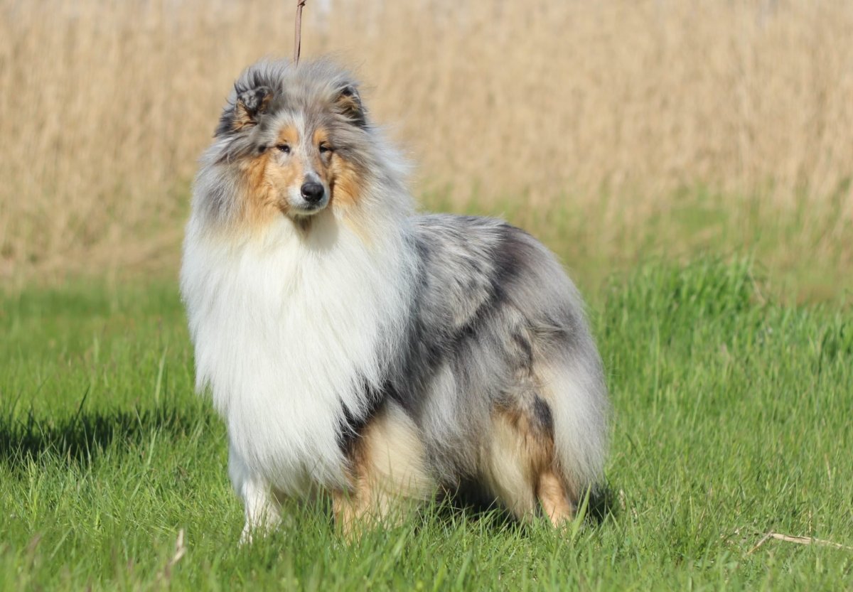 Шотландская колли