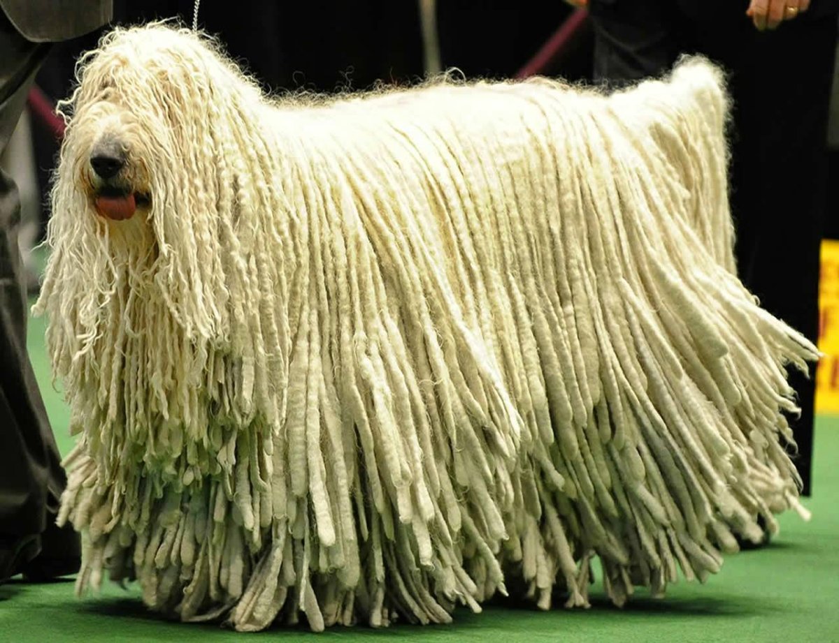 Шотландская овчарка шелти