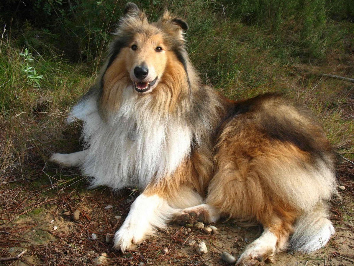 Шотландская колли длинношерстный