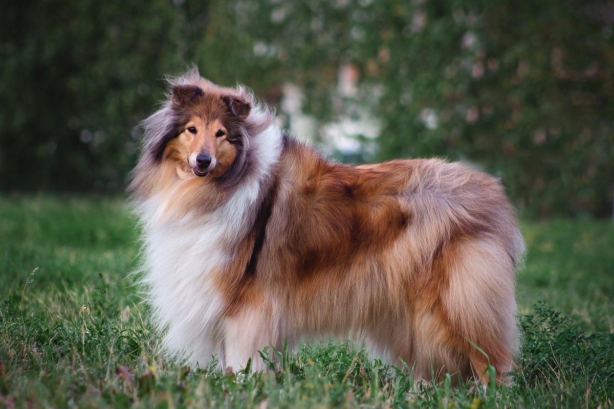 Колли длинношёрстный