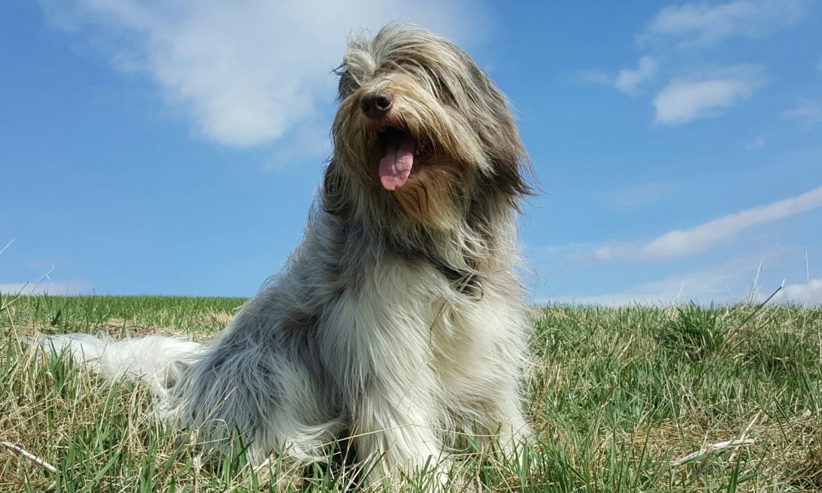 Поденко ибиценко длинношерстная