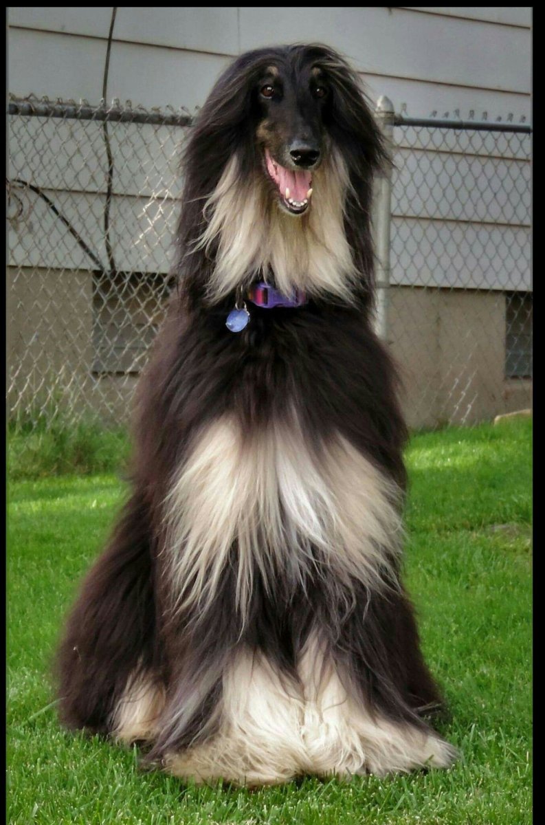 Афганская борзая