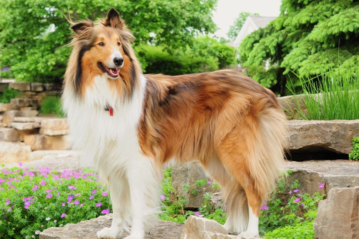 Шотландская овчарка шелти мраморная