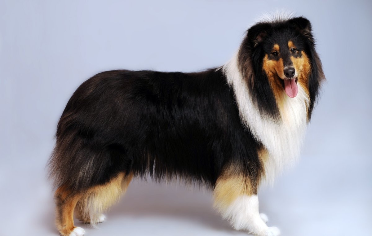 Немецкий вольфшпиц