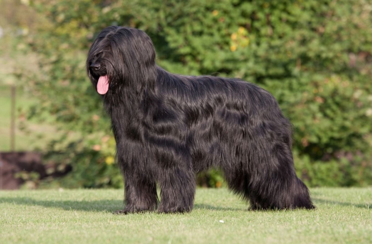 Французская овчарка Бриар