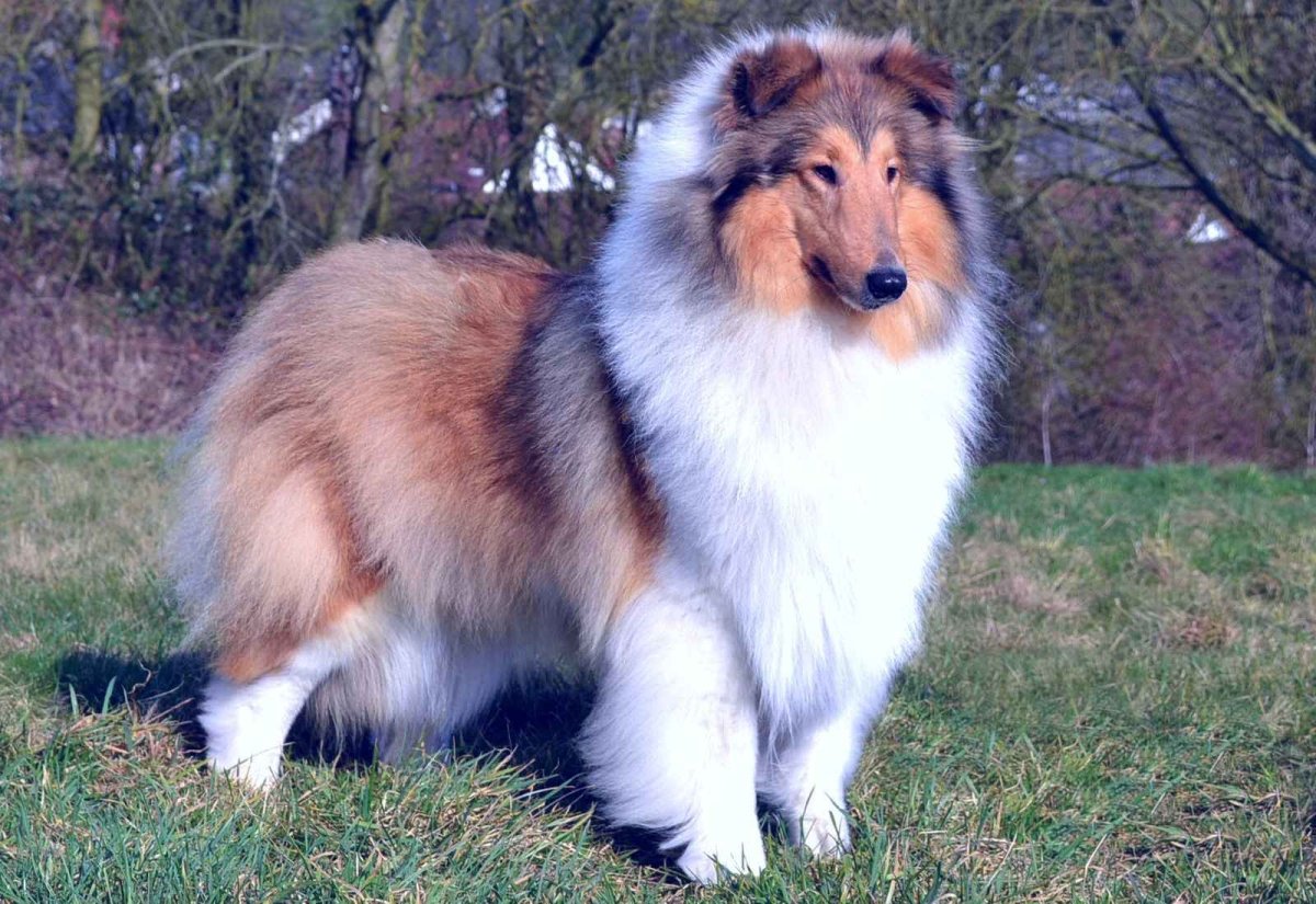 Ирландский колли